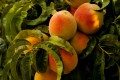 Learn More About Peaches - Easy Recipes
