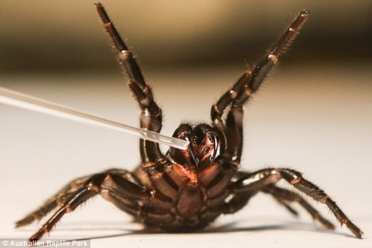 Sydney Funnel Web Spiders: Aggressive and Capable of ...