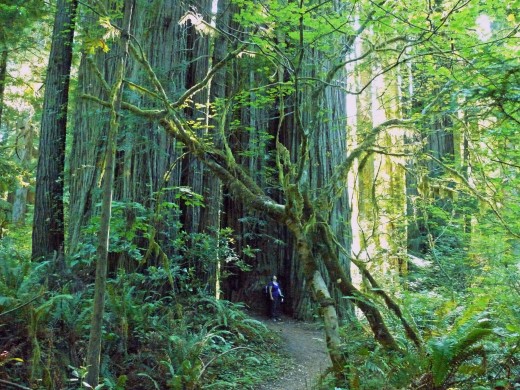 Magnificent Redwoods