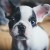 French Bulldogs come in many colors. All of them are cute. French Bulldogs come in many colors. All of them are cute.