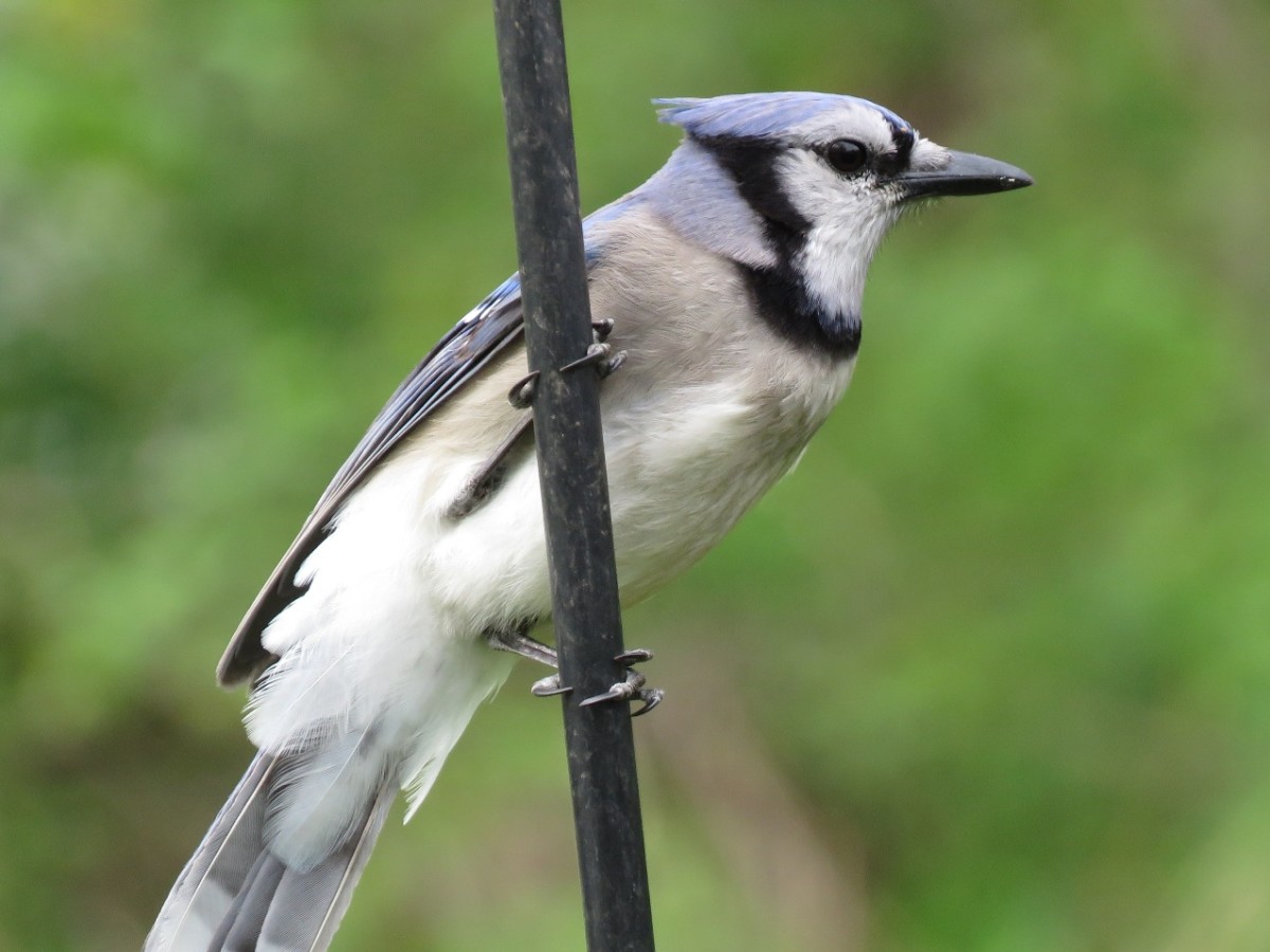 Common Types of Backyard Birds in the Northeast | Owlcation