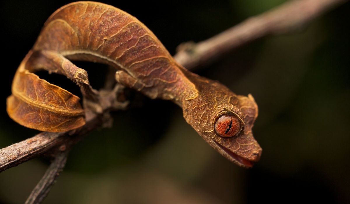 Leaf tailed gecko