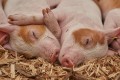 Antibiotic Resistance in the Animal Husbandry Sector