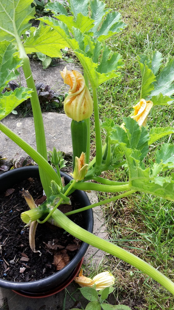 Courgette or Marrow Start as Yellow Flower Heads and the Vegetables Develop Out of the Flowers