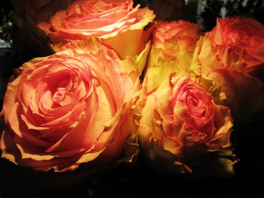 Boxed Roses sent to me by my sister, for my birthday.