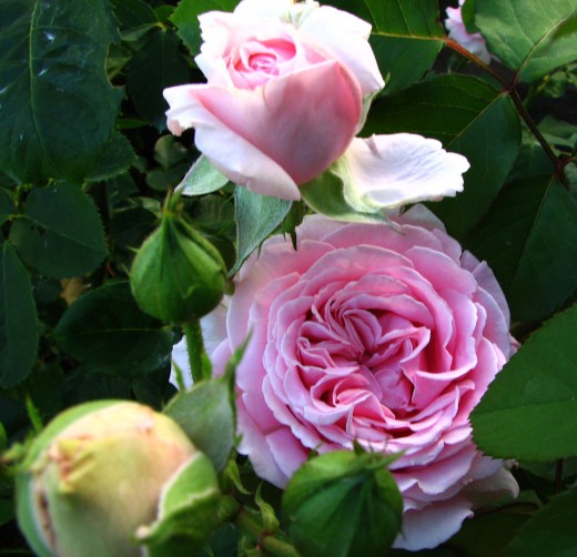 My favorite pink Grandiflora Roses in my garden.