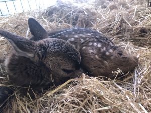 Officials say a young deer, or fawn, lying quietly in a curled position on its stomach is very likely not in need of rescue.