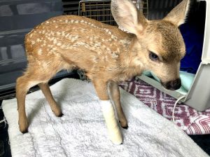 Injured young deer, or fawn, that really was in need of help recovering after being rescued by The SPCA for Monterey County. 