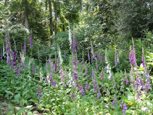 foxglove at edge of the forest