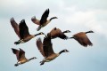What Can We Learn from Geese?