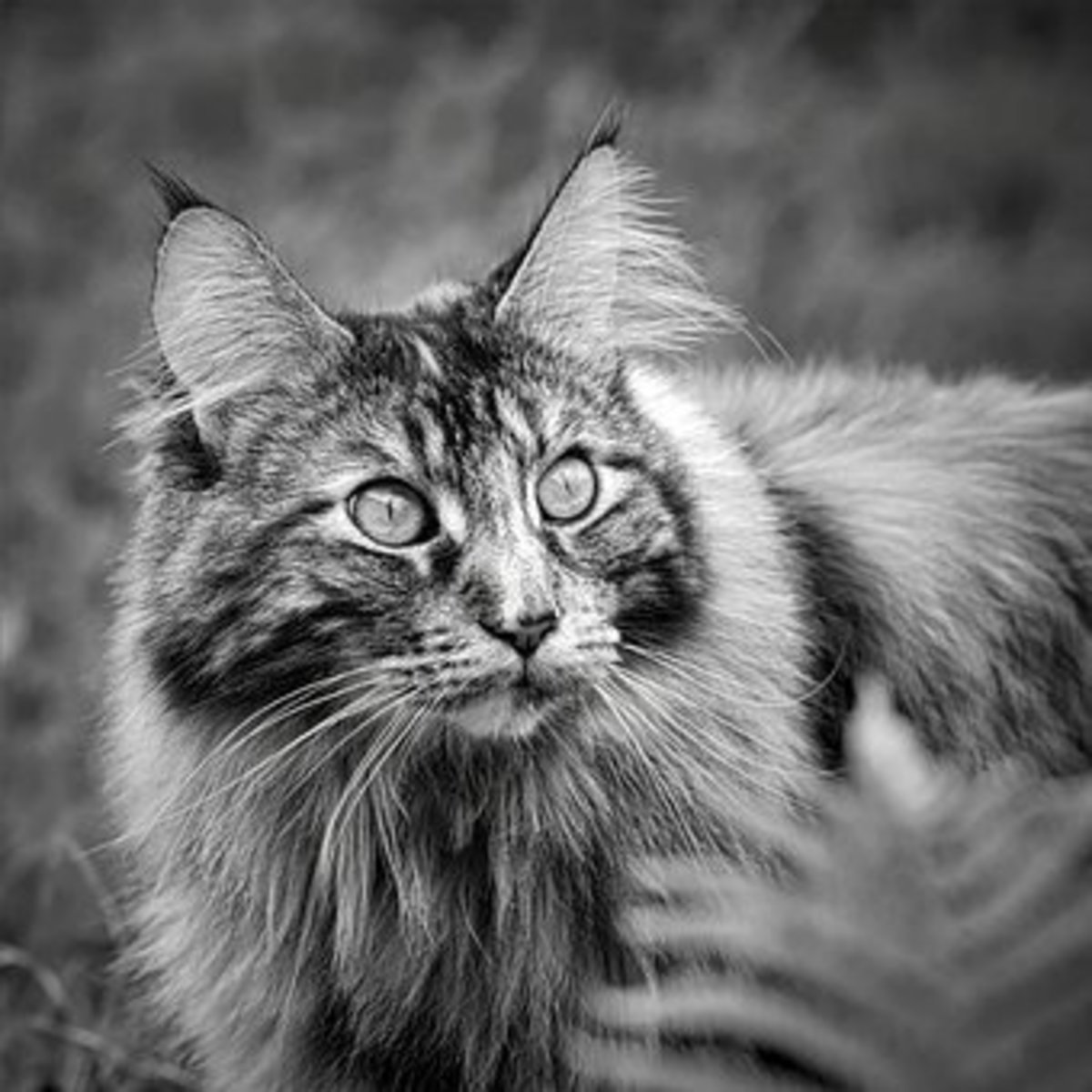 Maine Coon Cats Health Problems Owners Must Know About PetHelpful