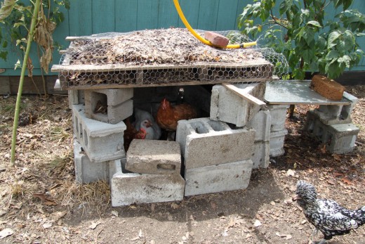 This "cooling hut" constructed of concrete blocks gives chickens a cool place to hide from the summer heat. 