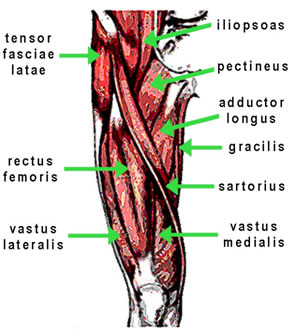 Muscle fibers chart
