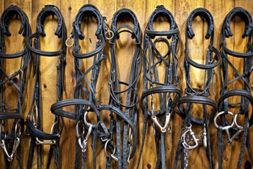 A bridle display at the harness shop