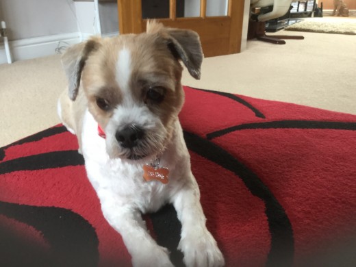 Little Tinka back from the groomers Little Tinka back from the groomers