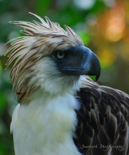 The Philippine Eagle (http://images.world66.com/ph/il/ip/philippine_eagle_1_galleryfull)