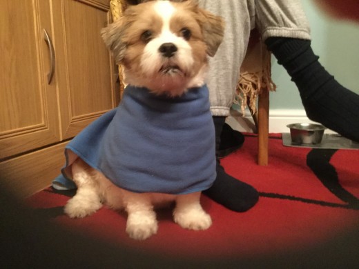 A few stitches and a scarf becomes a coat for Tinka