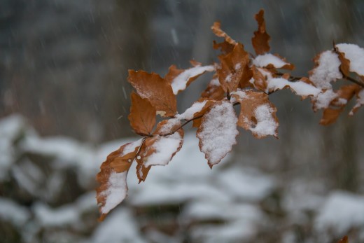 Snow on Leaves