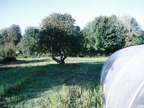 Ben's apple trees and his new Poly Tunnel - pride of his garden!