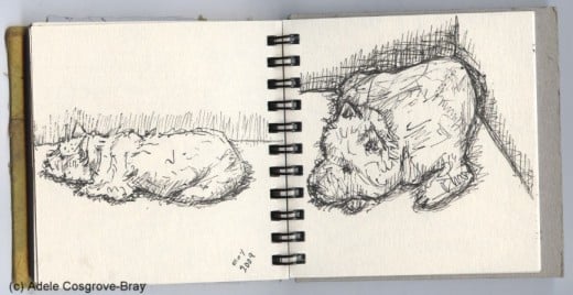 Ink sketch of Ygraine, my West Highland White Terrier.