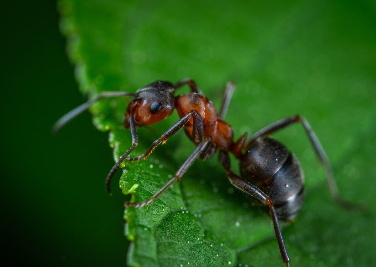 Queen Ant Identification Chart