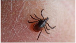 Tick Invasion and Three Big Dogs -- Problem Solved at My House
