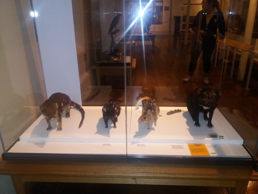 Collection of Preserved Animals