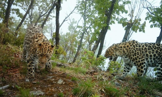Two Amur leopards in the wild. 