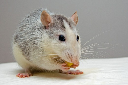 Corner your protagonist like a rat.