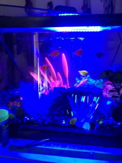Benefits of Glofish Aquariums