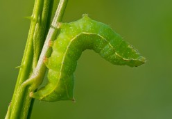 Green Caterpillar Identification