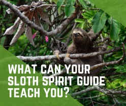 Sloth Spirit Guide