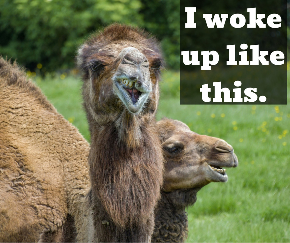 Funny Camel Captions For Instagram Cool Attitude Captions