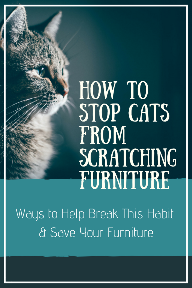 How To Stop Cats From Scratching Furniture Pethelpful