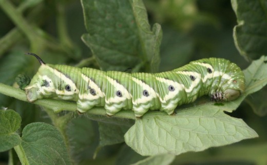 Identifying the Caterpillars Eating Your Tomatoes | Dengarden
