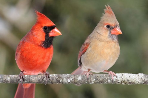 A pair of Cardinals on a limb