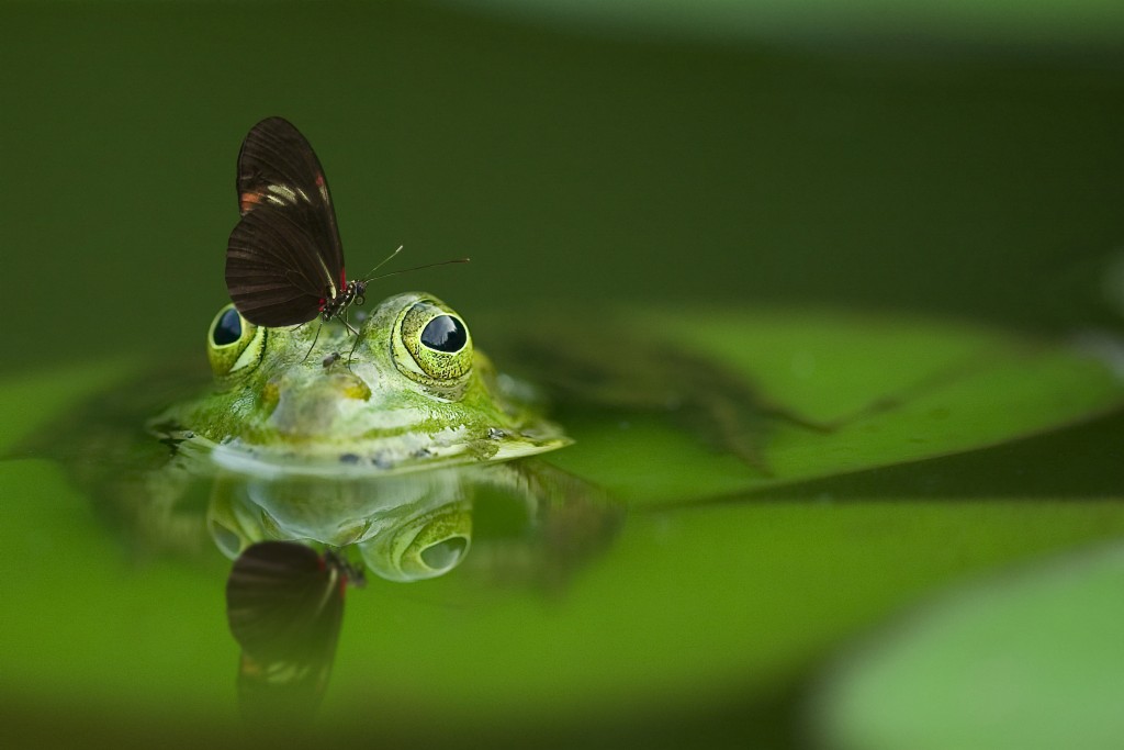 https://usercontent2.hubstatic.com/14097947_f1024.jpg