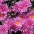chrysanthemums