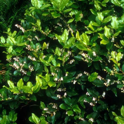 salal hedge