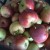 The apples were sweet yet sharp