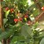 Bunches of fruit ready to harvest