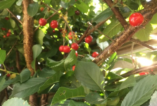 Bunches of fruit ready to harvest
