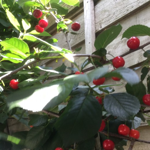 Some cherries will be difficult to reach