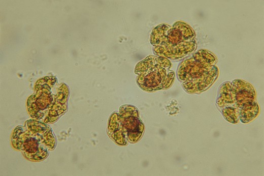 Red Tide cells