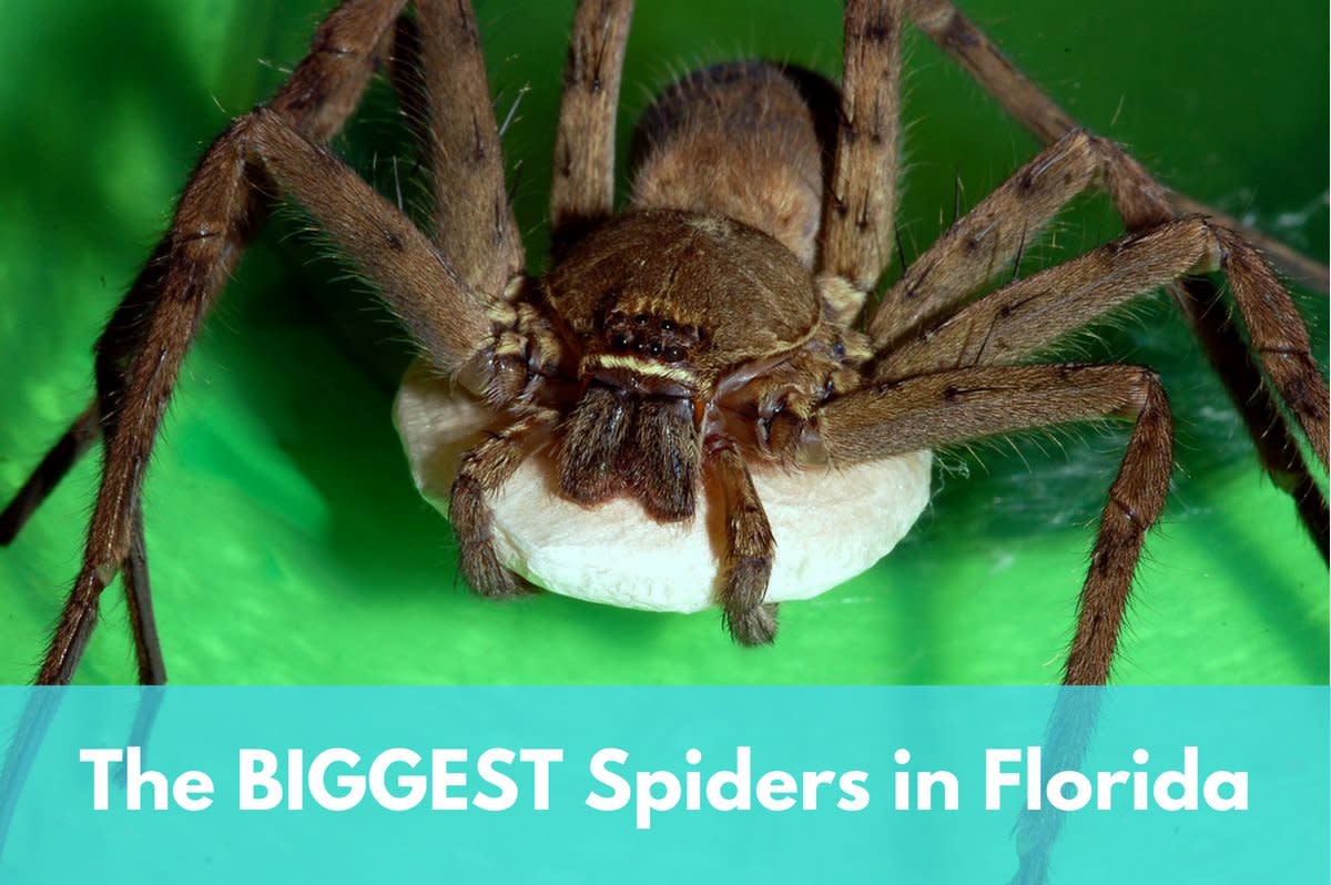 Florida Spiders Identification Chart