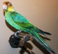 America's Vanished Treasures: The Carolina Parakeet