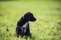 Top 6 Health Problems For Dogs