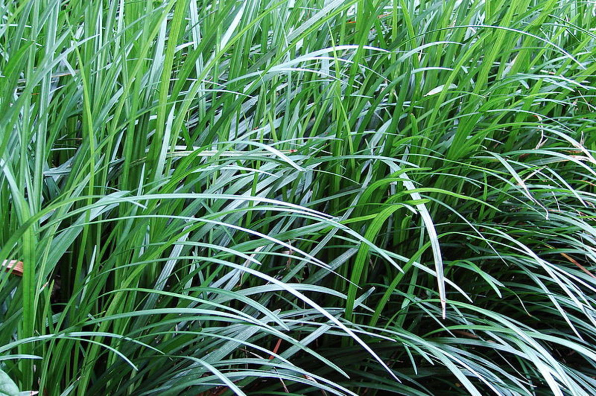 How to Care for Monkey Grass | Dengarden