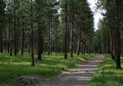 A road through the forest