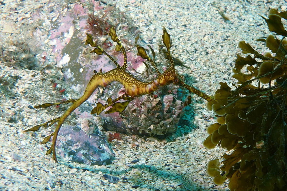 The male weedy seadragon uses his tail to keep his eggs safe until they hatch